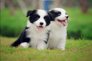 買邊牧需要注意什么