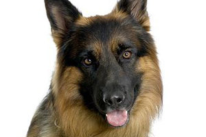 德國牧羊犬怎么辨認