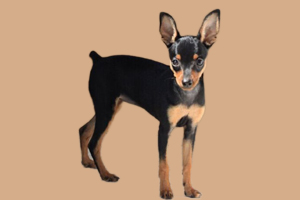 小鹿犬性格怎么樣