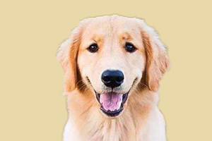 金毛犬怎么鑒別