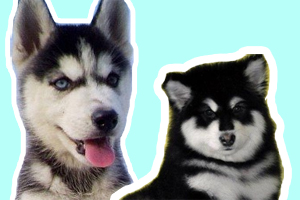 西伯利亞雪橇犬和阿拉斯加的區別是什么