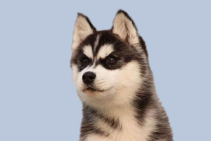 哈士奇怎么區分公母