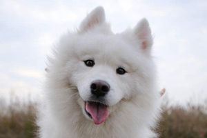 薩摩耶什么時候成年