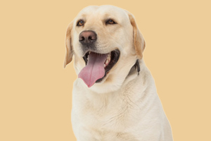 拉布拉多犬怎么看純不純