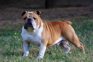 英國斗牛犬吃什么