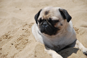 養沙皮犬需注意什么