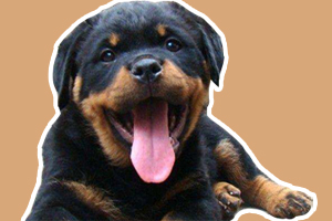 羅威納幼犬吃什么狗糧