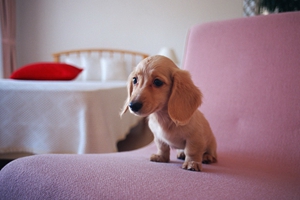 臘腸犬怎么飼養