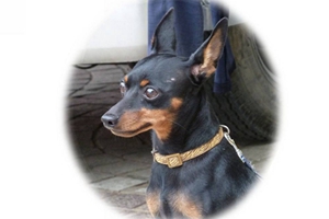 小鹿犬吃什么補(bǔ)鈣