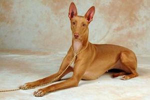 如何飼養法老王獵犬幼犬