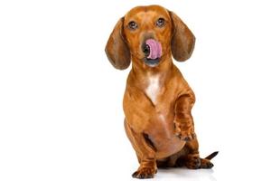 臘腸犬喜歡什么玩具