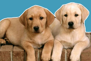 拉布拉多和金毛區別