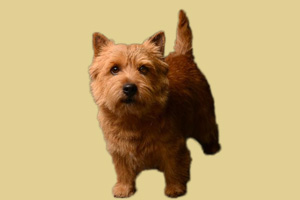 羅威士梗優缺點是什么