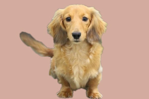 長毛臘腸犬優缺點是什么