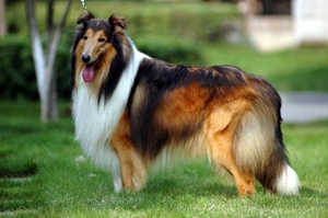 蘇格蘭牧羊犬怎么看純