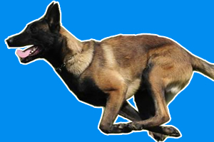 馬犬的優點和缺點是什么