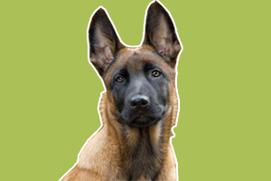 馬犬標準是什么