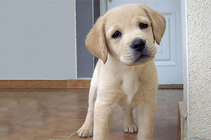 拉布拉多幼犬怎么鑒別