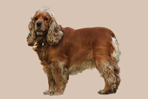 美國可卡的脾氣怎么樣