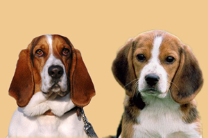 巴吉度和比格區別是什么