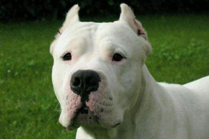 杜高犬怎么看純不純