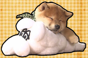 柴犬幼犬怎么看純不純