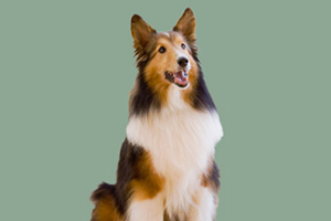 喜樂蒂犬的優缺點是什么