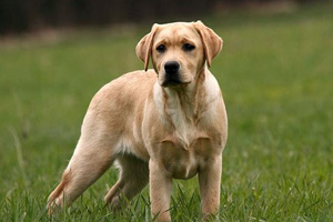 拉布拉多犬性格特征是什么