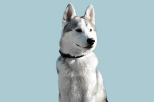 哈士奇標準身材是什么