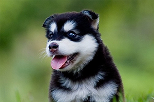 小哈士奇怎么選擇