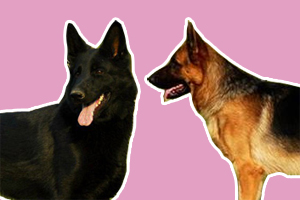 東德與西德牧羊犬區別是什么