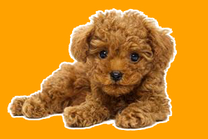 泰迪怎么分辨純不純