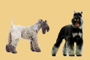 凱利藍梗和雪納瑞區別是什么