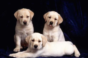 拉布拉多幼犬怎么分辨