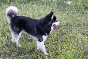 阿拉斯加怎么看純不純