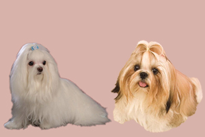 馬爾濟斯犬和西施犬的區別是什么