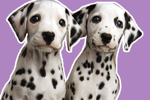 斑點狗怎么看品相