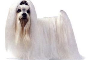 西施犬怎么看純不純