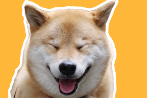 柴犬的習性是什么