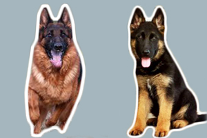 昆明犬和德牧的區別有哪些