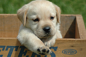 純種拉布拉多幼犬特征