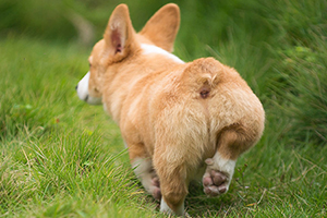柯基犬為什么要剪尾