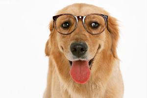 金毛犬怎么看品相