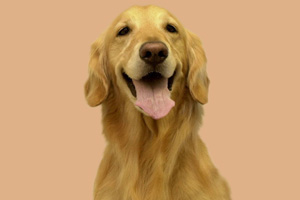 金毛怎么看純不純