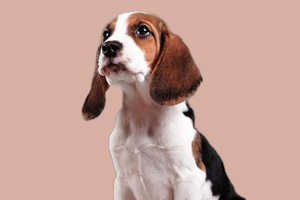 比格犬性格好不好