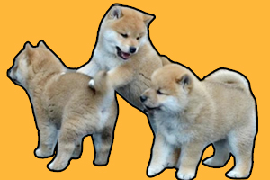 柴犬小時候怎么看品相