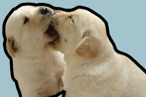 拉布拉多犬和金毛的區別