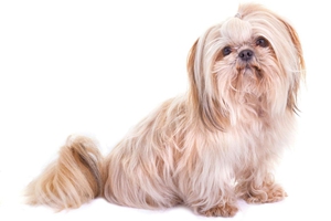 西施犬如何辨認