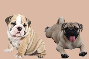 小沙皮狗和八哥的區別有哪些