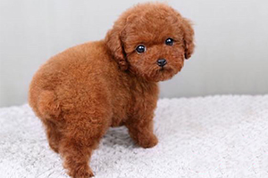 泰迪幼犬怎么選